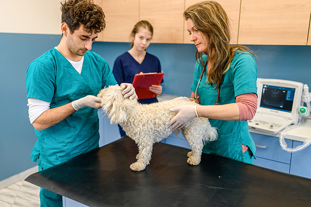 Two veterinary technicians examine a dog while an assistant in the background takes notes on a clipboard