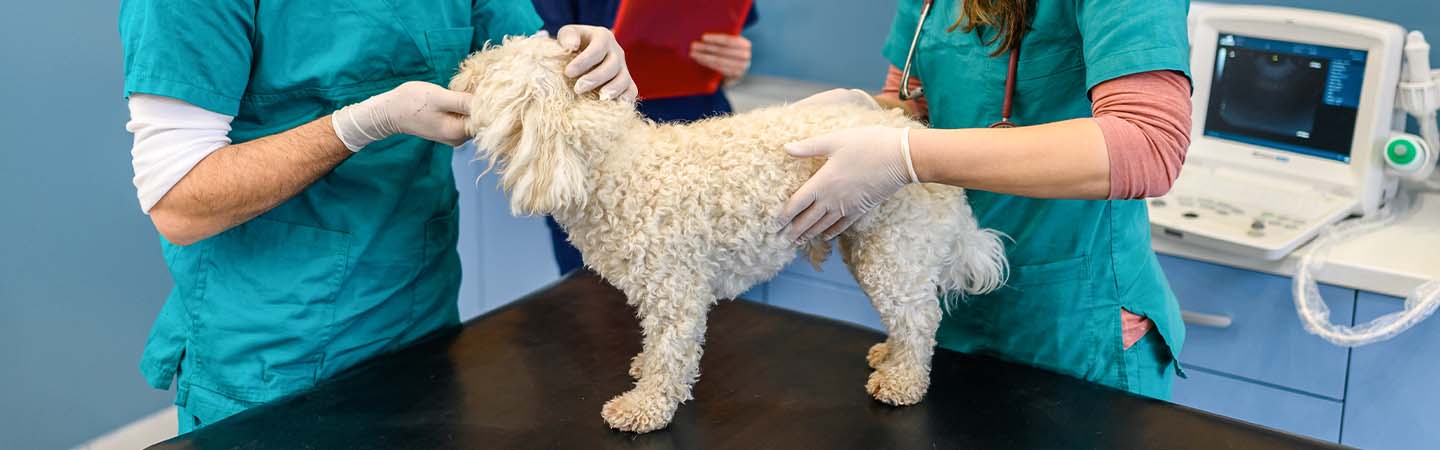 Light beige dog being examined in veterinary office