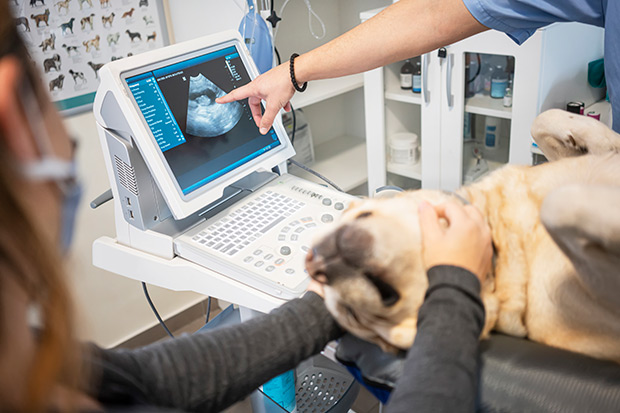 A veterinarian performs an ultrasound on a dog