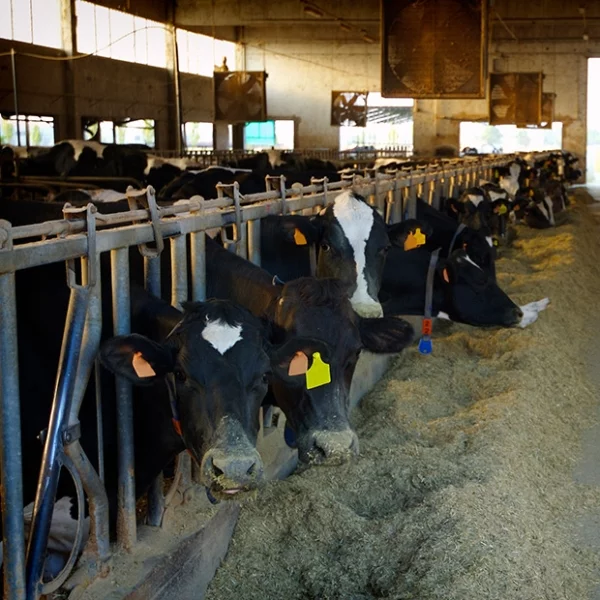 Several dairy cows lined side by side in a barn