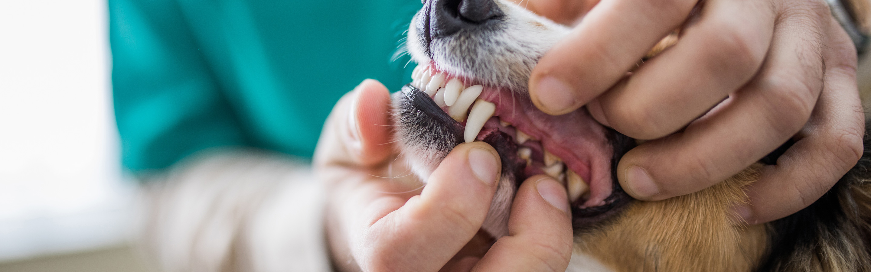 Pet Dental Health