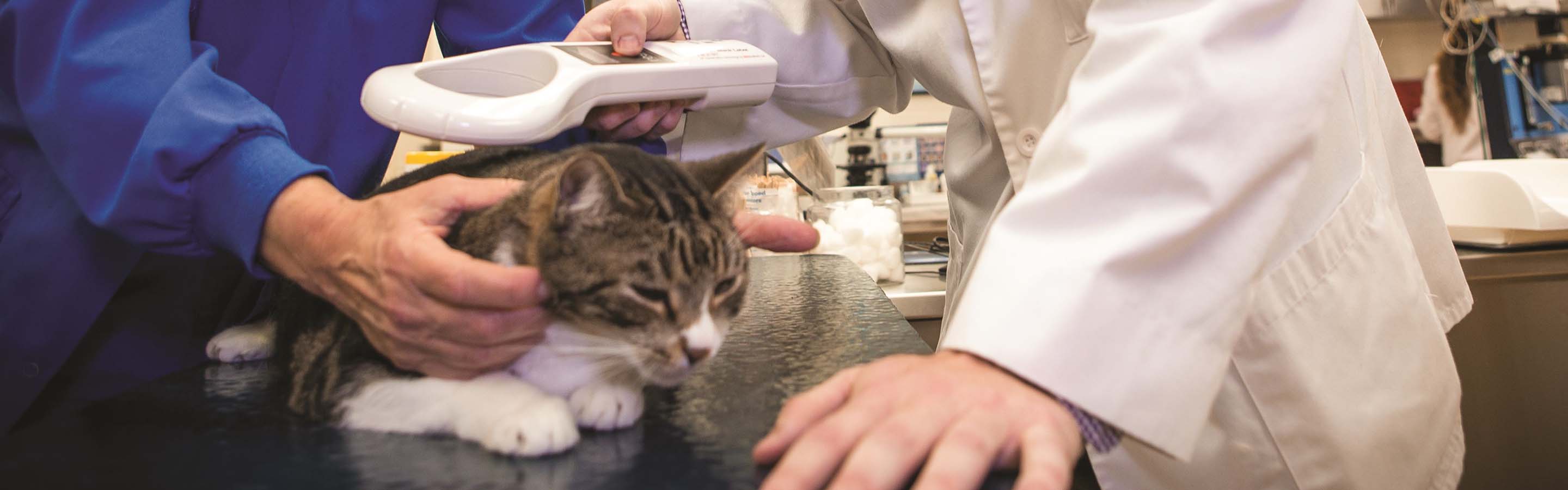 Short haired cat being checked for a microchip