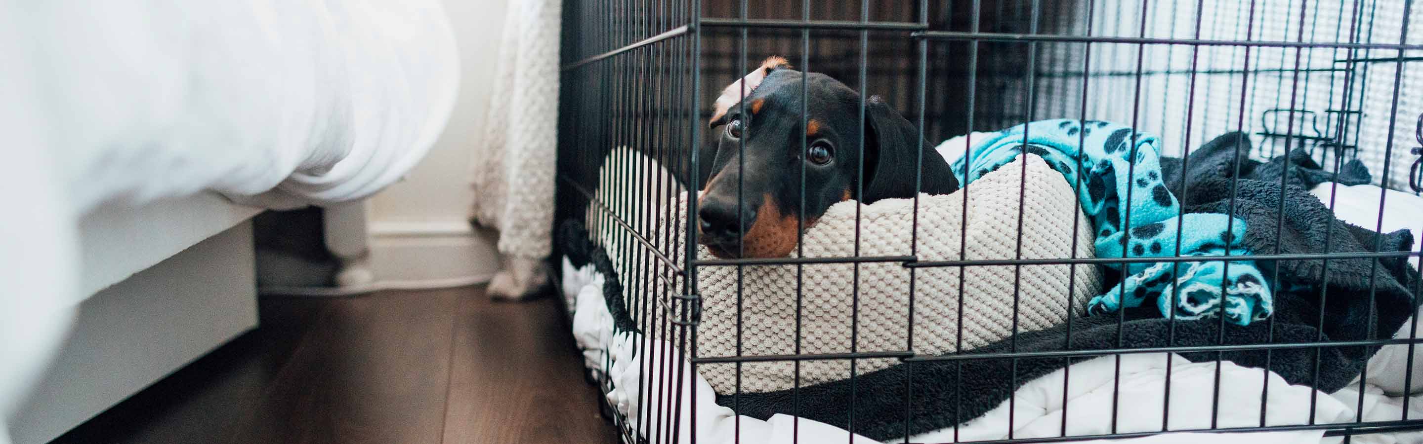 Puppy in a crate sick with Parvo