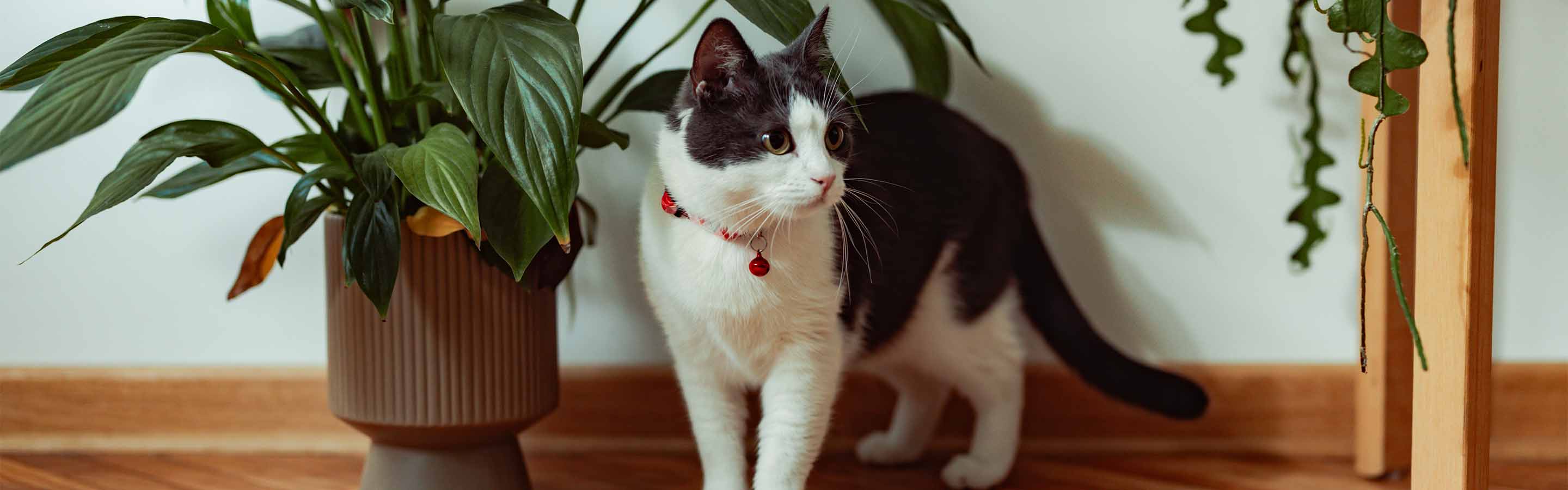 A cat stands indoors next to a potted lily.