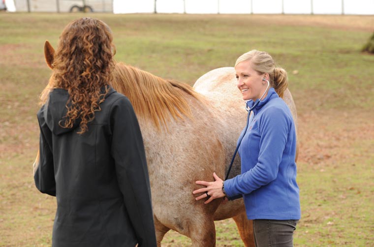 Dr. Graves examines a horse