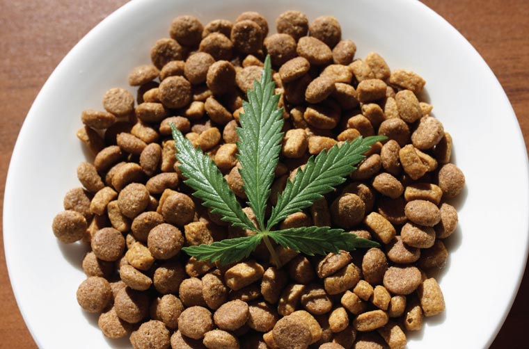 Marijuana leaf on top of dry pet food in a bowl