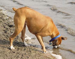 Boxer dog drinking lake water