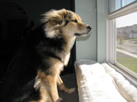 Dog looking out a window