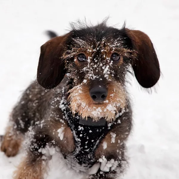 Brown dog in snow