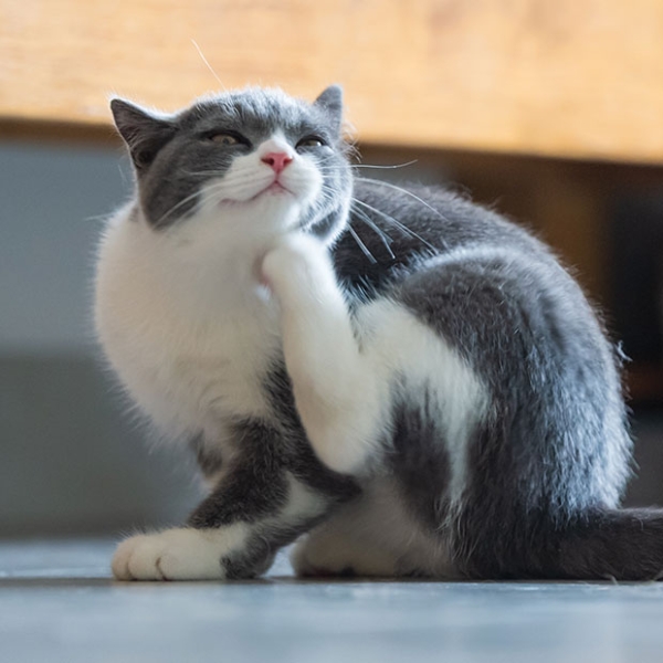 Grey and white cat scratching with hind leg