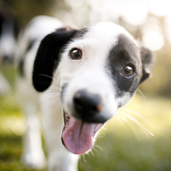 White and black dog with mouth open