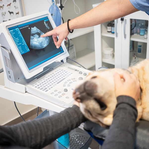 Veterinarian performs an ultrasound on a dog