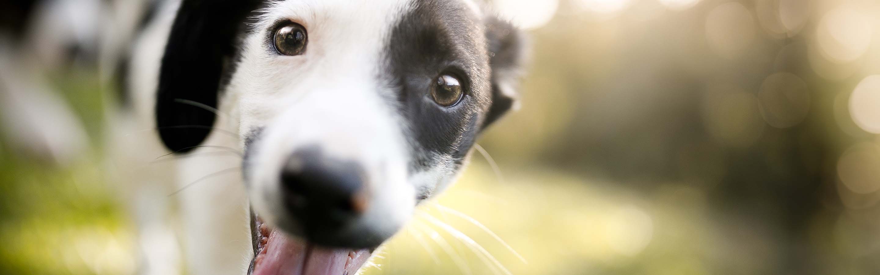 White and black dog with tongue sticking out