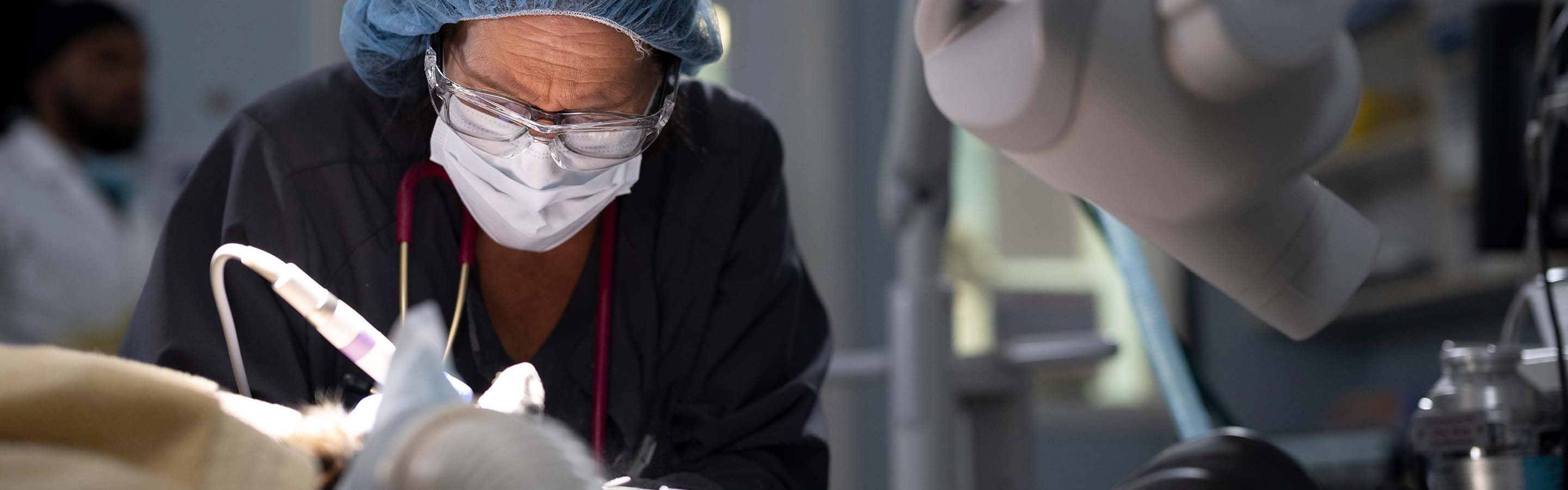 A woman veterinarian performs a procedure on an animal under anesthesia