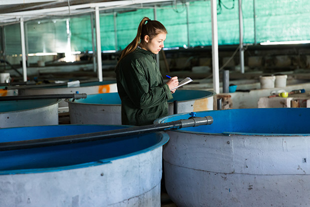 A woman inspects tanks of trout fry on an aquaculture farm