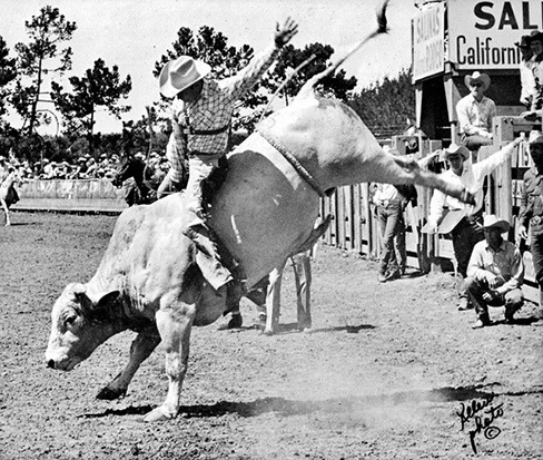 Dr. Le Tourneau rides a white bull at a rodeo