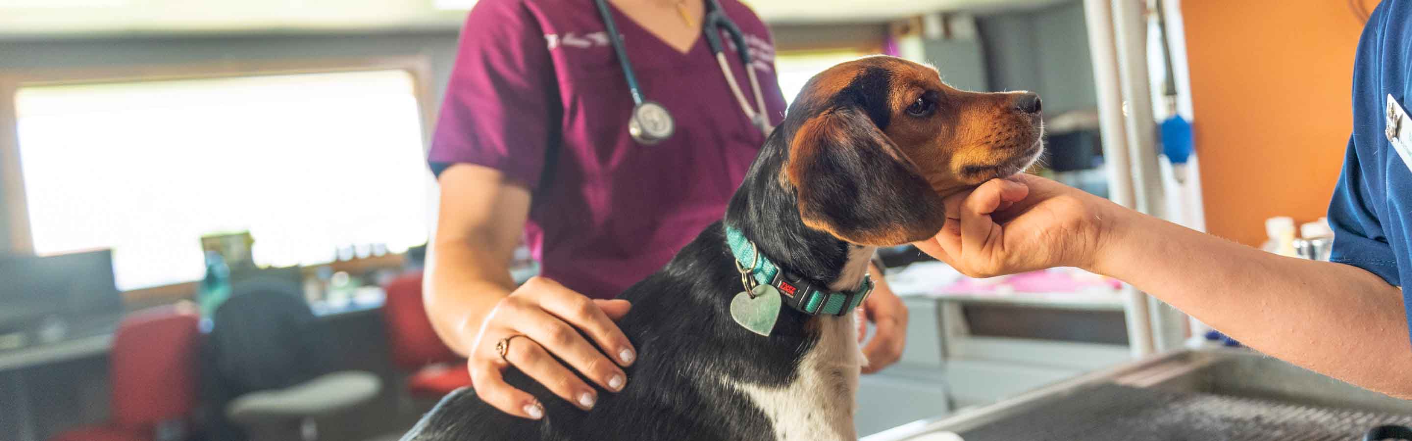 Beagle in a vet's office