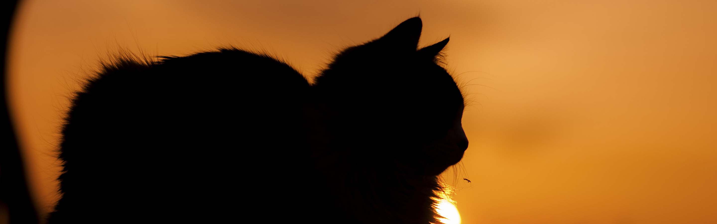 Silhouette of cat with sunset in background
