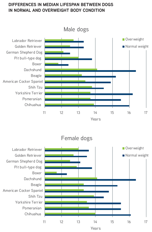 Chart: Differences in median lifespan between dogs in normal and overweight body condition