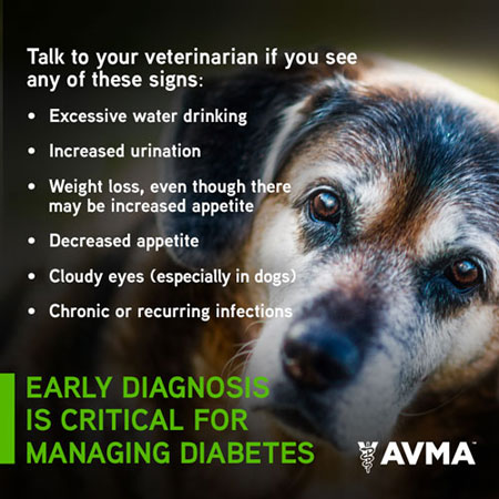 Diabetes In Pets American Veterinary Medical Association