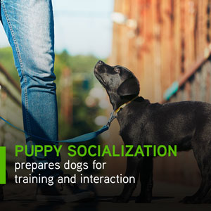 Puppy socialization prepares dogs for training and interaction